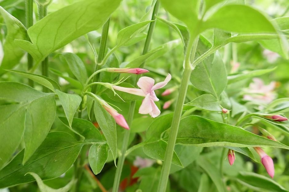 Onde plantar Jasmim-rosa (Jasminum × stephanense)_2