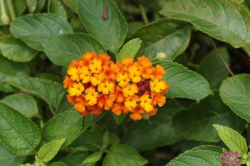 Lantana (Lantana camara)