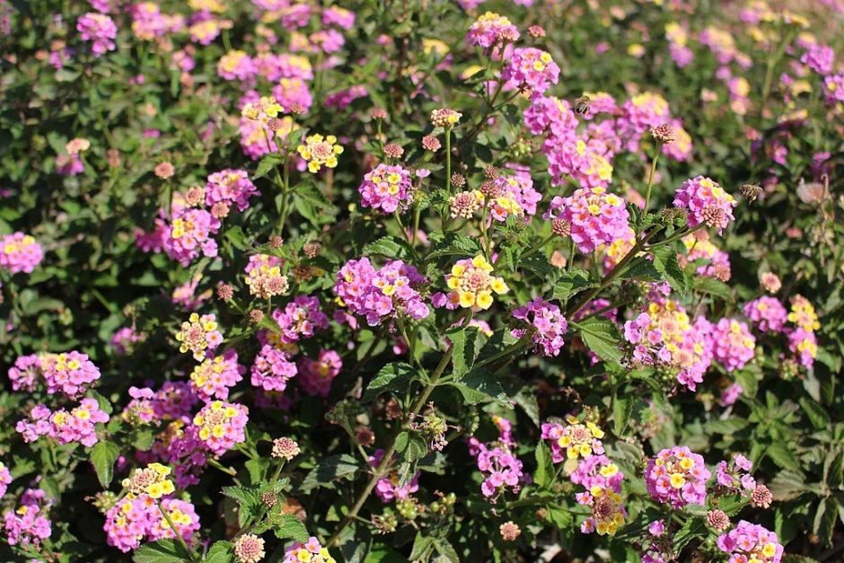 Como plantar Lantana (Lantana camara)_1