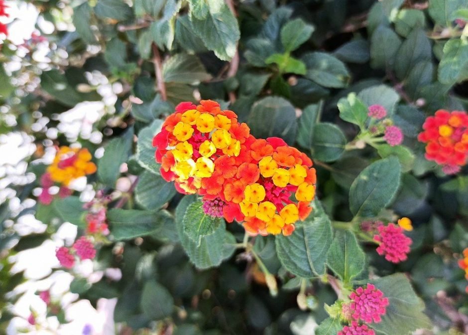 Onde plantar Lantana (Lantana camara)_2