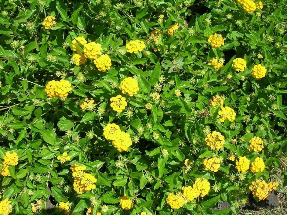 Como plantar Lantana rastejante (Lantana montevidensis)_1