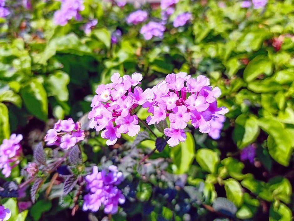 Onde plantar Lantana rastejante (Lantana montevidensis)_2