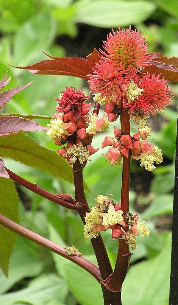 Mamona 'Carmencita' (Ricinus communis 'Carmencita')
