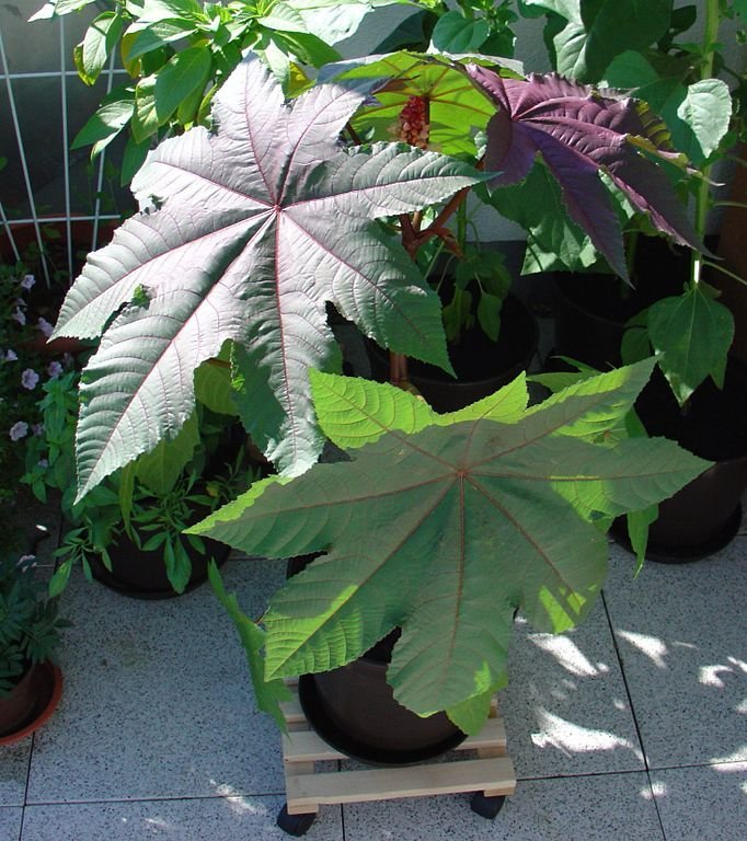 Como plantar Mamona 'Carmencita' (Ricinus communis 'Carmencita')_1