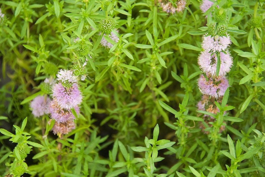 Menta-peixeira (Mentha cervina)