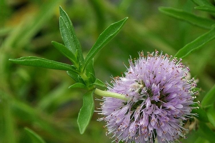 Como plantar Menta-peixeira (Mentha cervina)_1