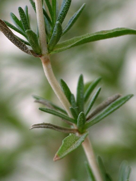 Onde plantar Menta-peixeira (Mentha cervina)_2