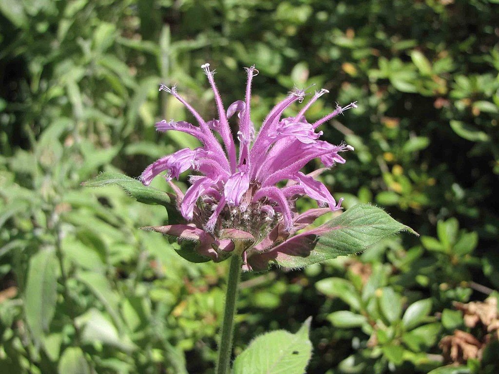 Monarda 'Violet Queen' - como plantar