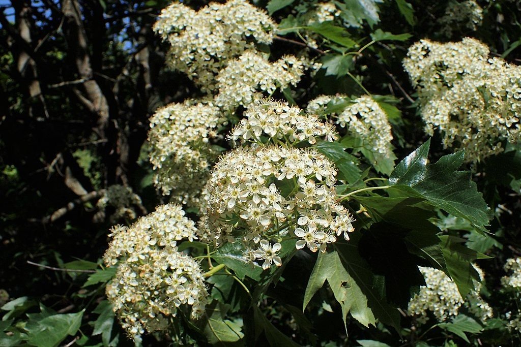 Mostajeiro (Sorbus torminalis)