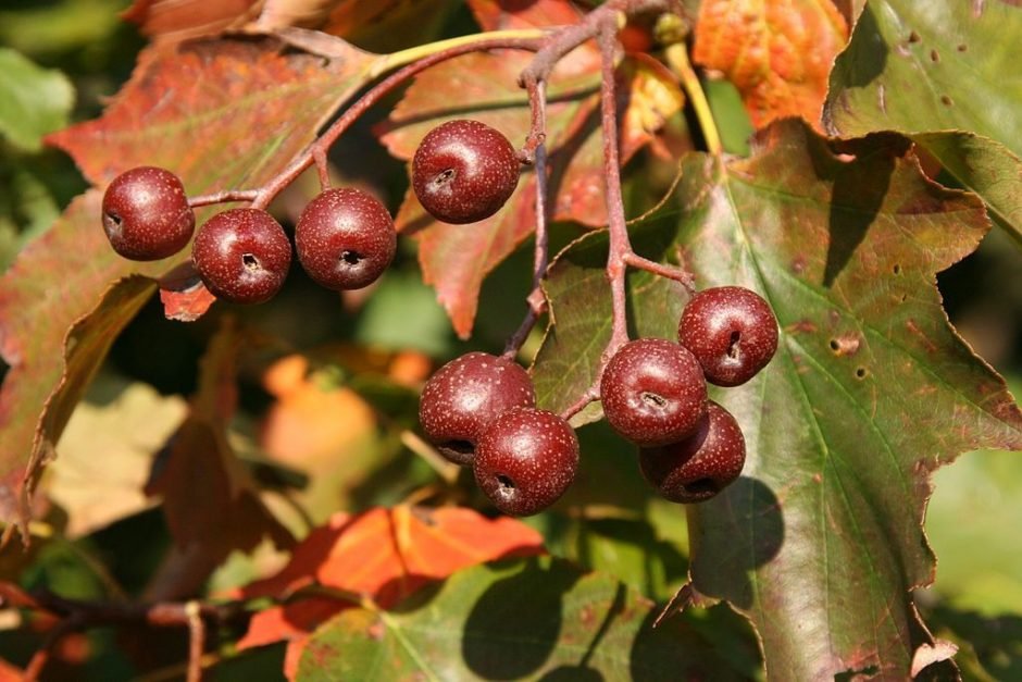 Como plantar Mostajeiro (Sorbus torminalis)_1