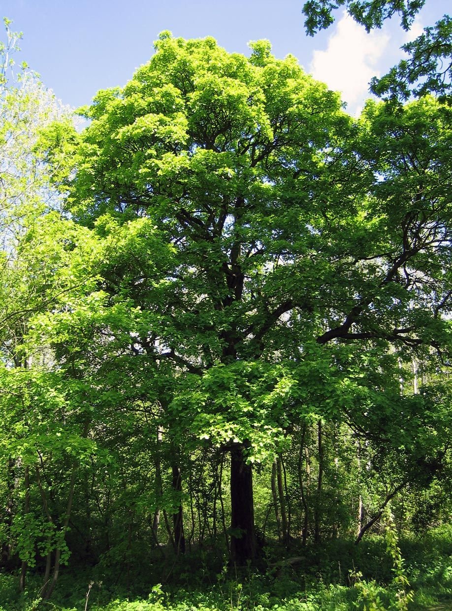 Onde plantar Mostajeiro (Sorbus torminalis)_2