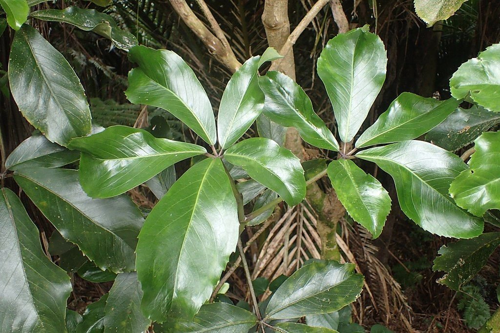 Neopanax laetus (Neopanax laetus)