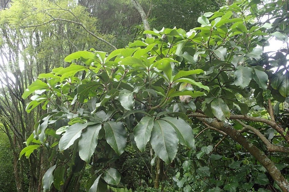 Como plantar Neopanax laetus (Neopanax laetus)_1