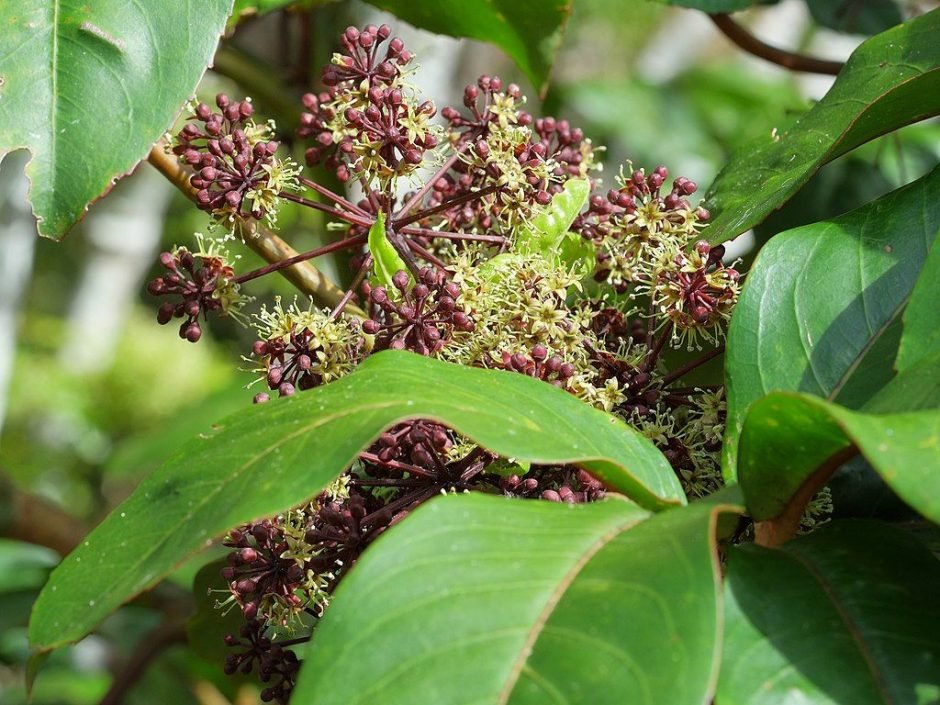 Onde plantar Neopanax laetus (Neopanax laetus)_2