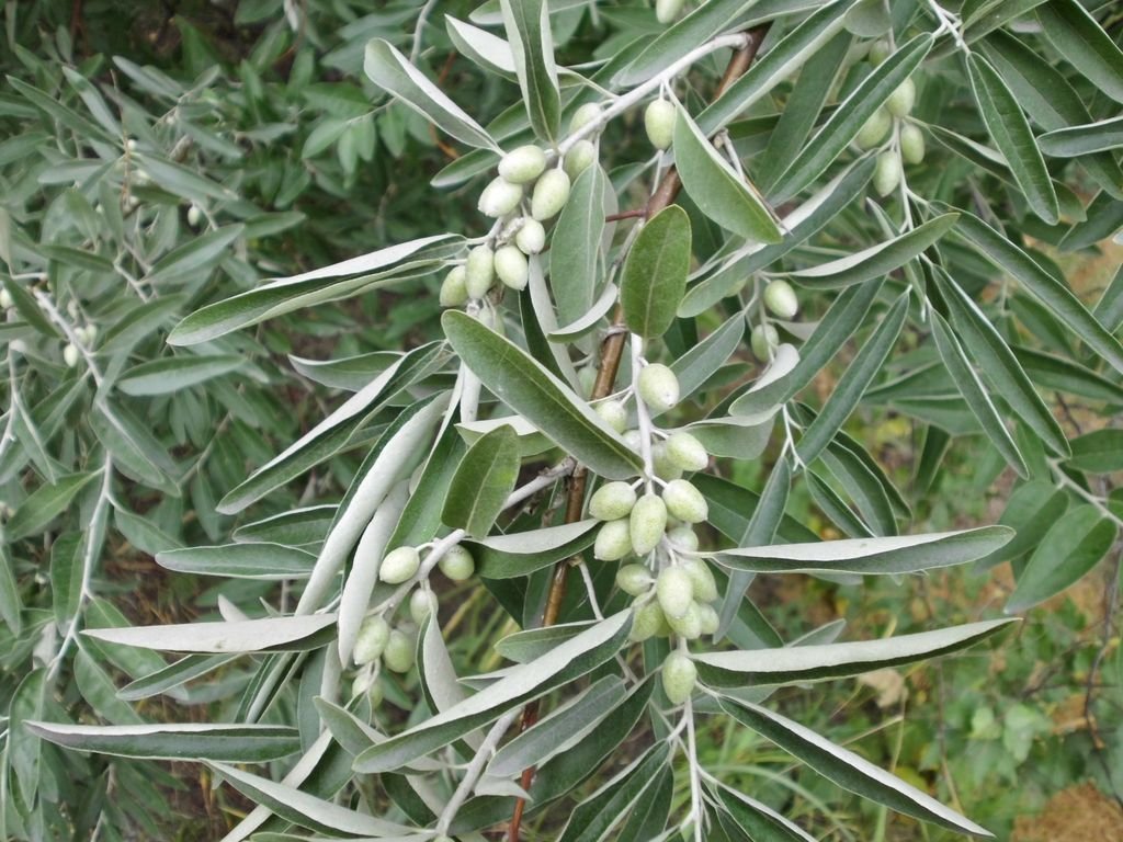 Oleastro (Elaeagnus angustifolia)