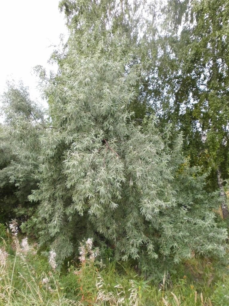 Como plantar Oleastro (Elaeagnus angustifolia)_1