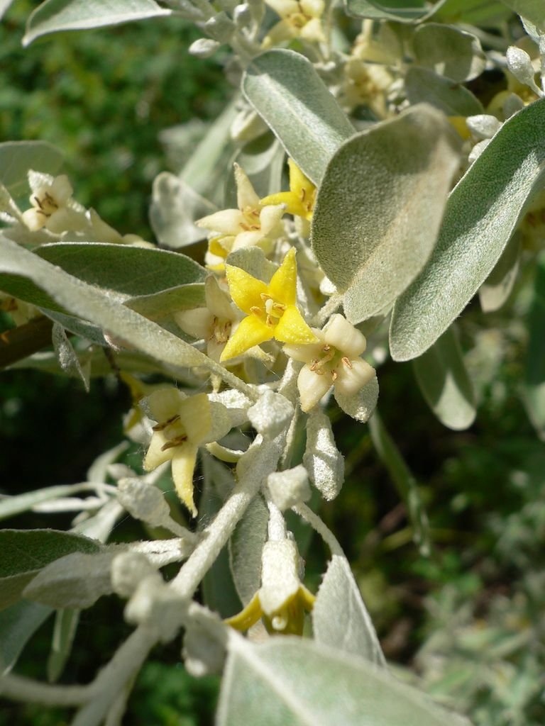 Onde plantar Oleastro (Elaeagnus angustifolia)_2