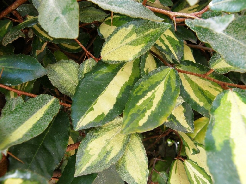 Oleastro 'Maculata' (Elaeagnus pungens 'Maculata')