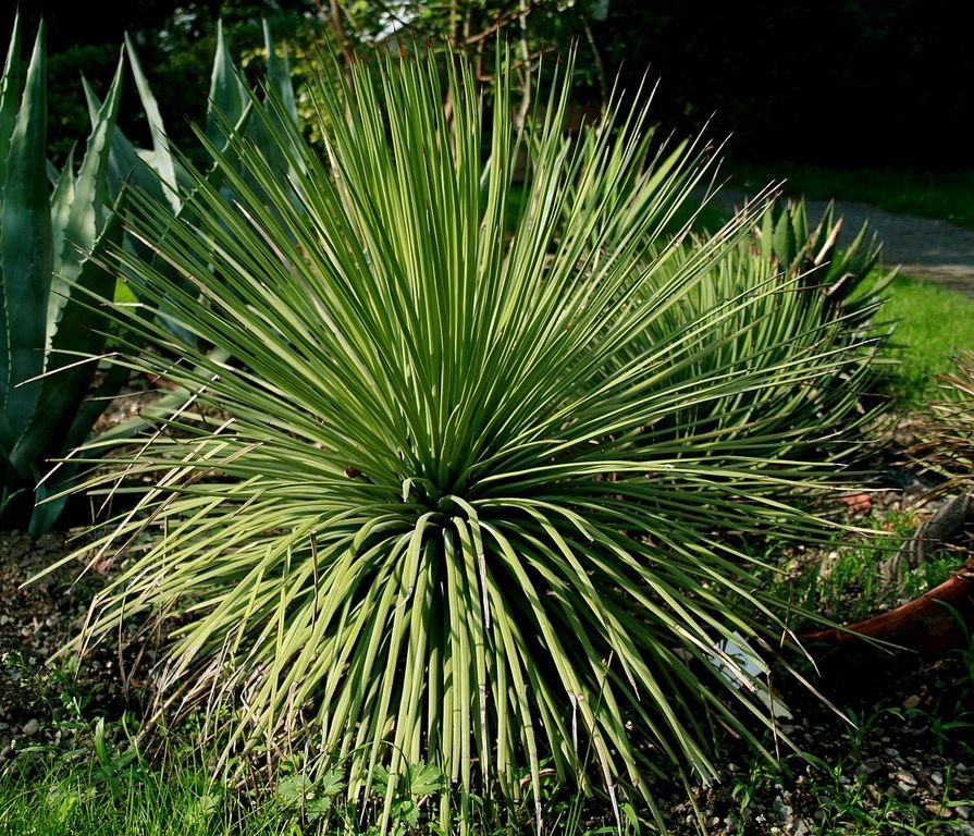 Ouriço (Agave stricta)
