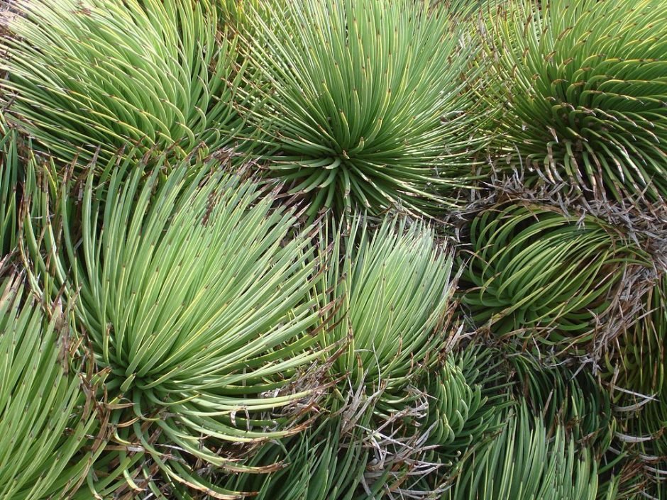Como plantar Ouriço (Agave stricta)_1