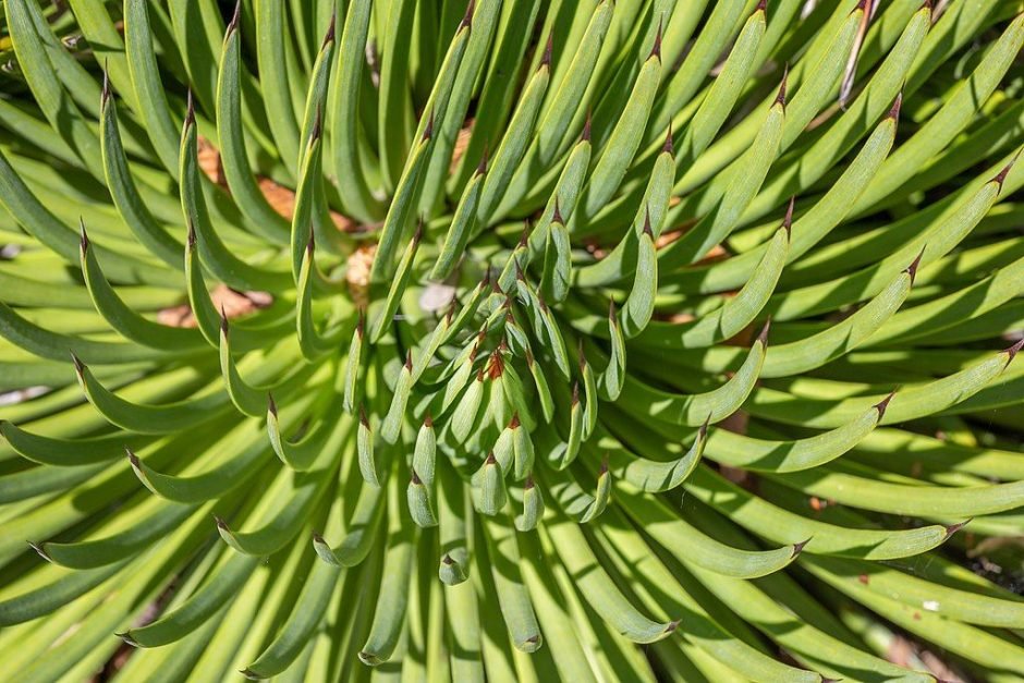 Onde plantar Ouriço (Agave stricta)_2