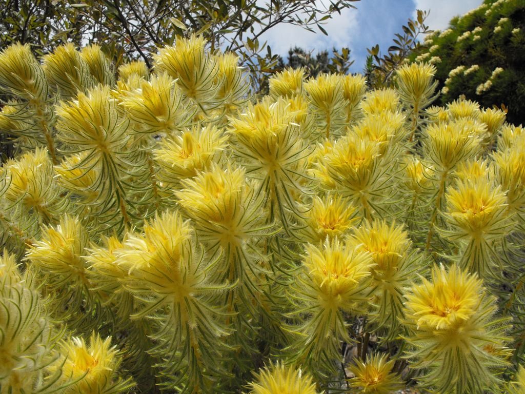 Phylica pubescens (Phylica pubescens)