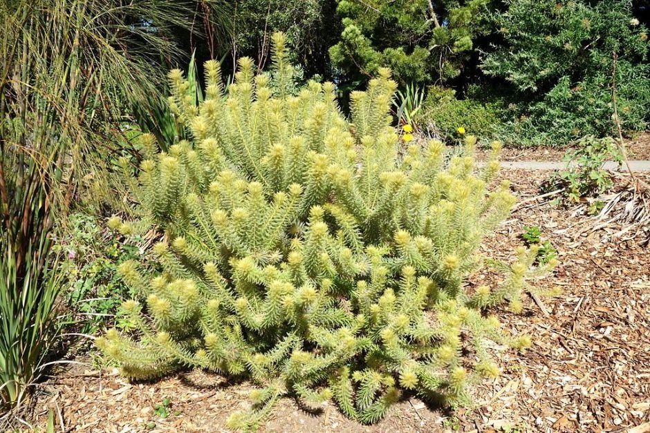 Como plantar Phylica pubescens (Phylica pubescens)_1