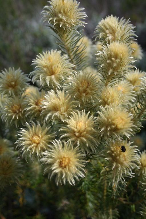 Onde plantar Phylica pubescens (Phylica pubescens)_2