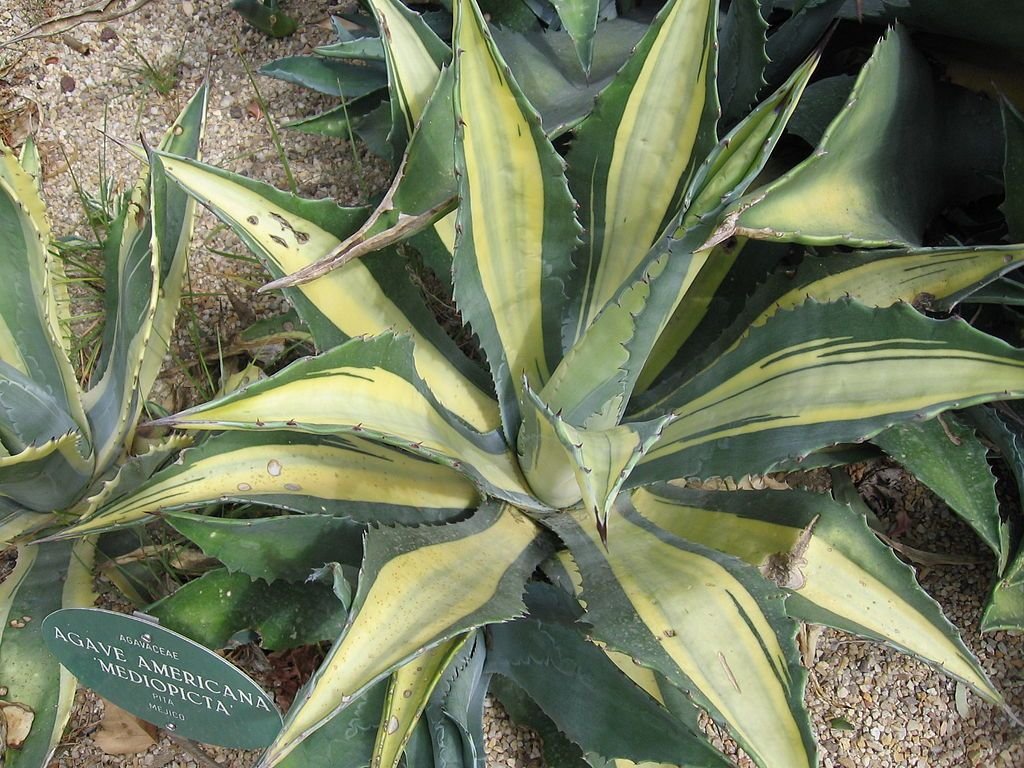 Piteira 'Mediopicta' (Agave americana 'Mediopicta')