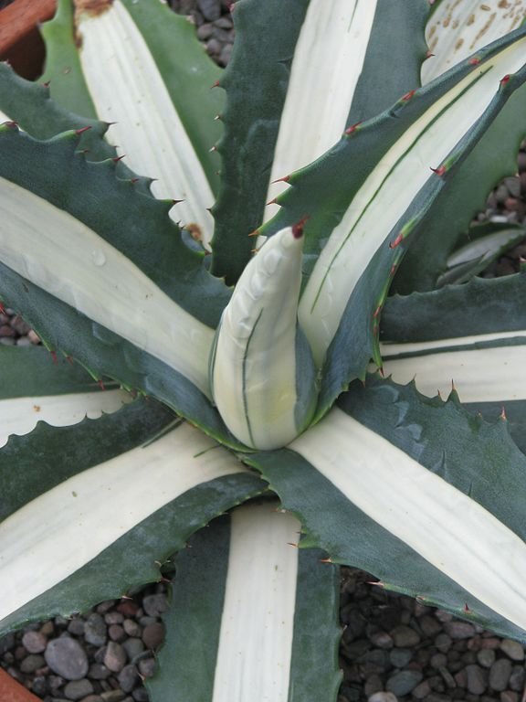 Como plantar Piteira 'Mediopicta' (Agave americana 'Mediopicta')_1