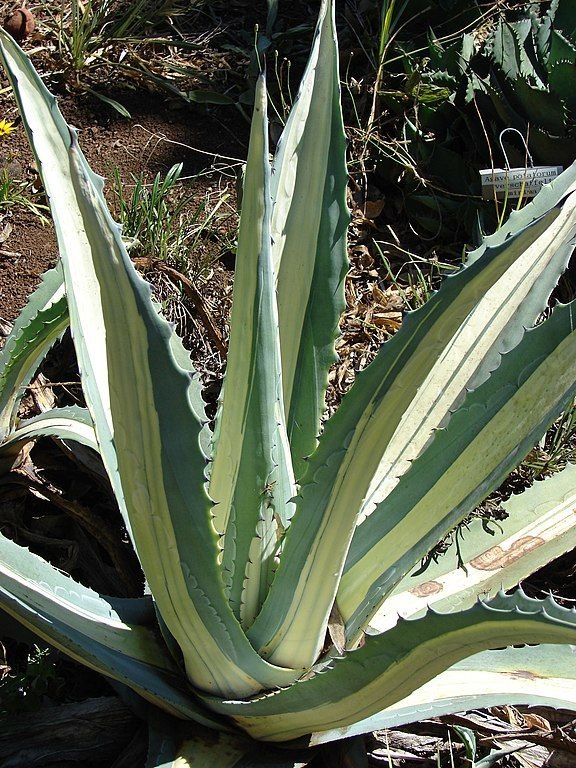 Onde plantar Piteira 'Mediopicta' (Agave americana 'Mediopicta')_2