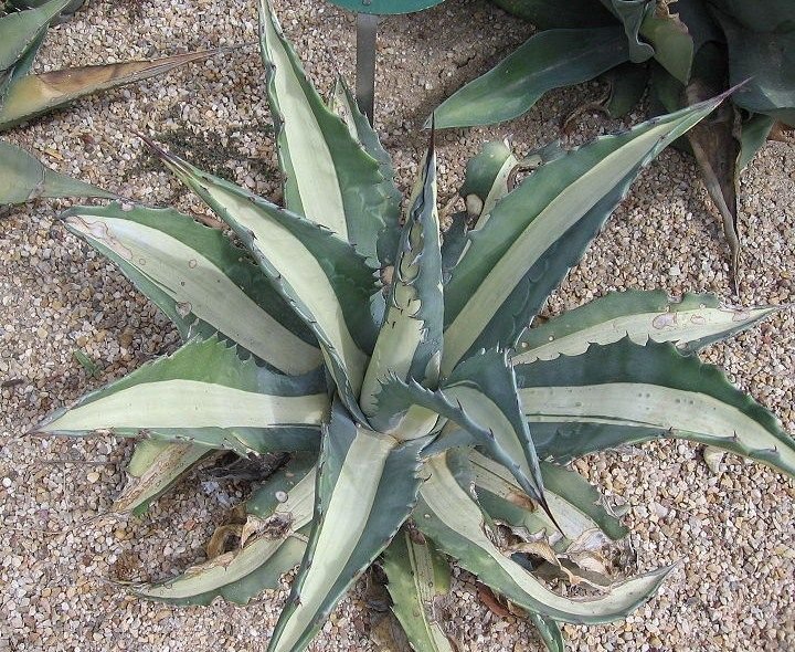 Piteira 'Mediopicta Alba' (Agave americana 'Mediopicta Alba')