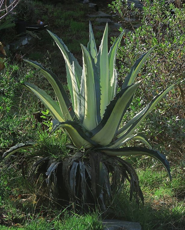 Como plantar Piteira 'Mediopicta Alba' (Agave americana 'Mediopicta Alba')_1