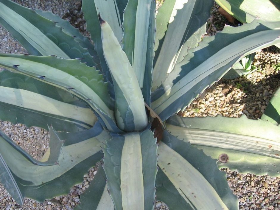 Onde plantar Piteira 'Mediopicta Alba' (Agave americana 'Mediopicta Alba')_2