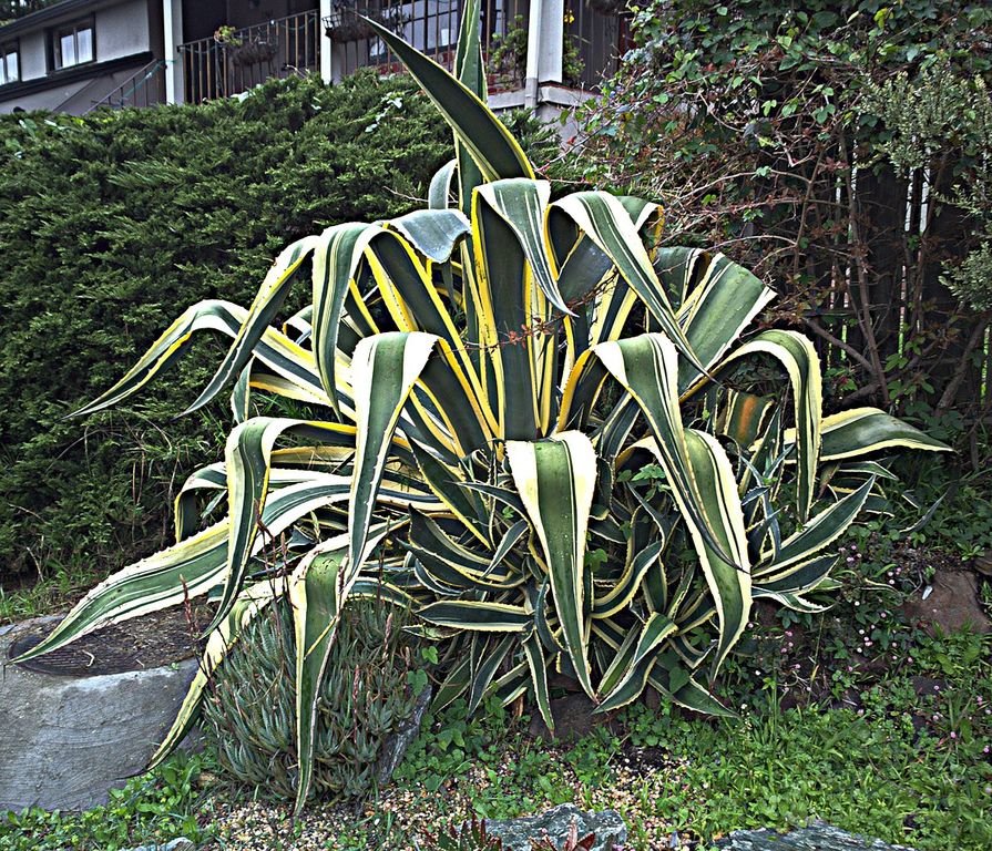 Piteira 'Variegata' (Agave americana 'Variegata')