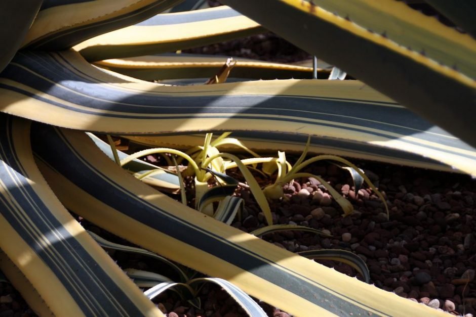 Como plantar Piteira 'Variegata' (Agave americana 'Variegata')_1