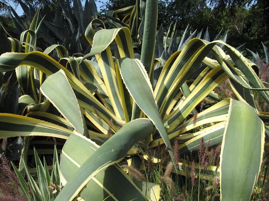 Onde plantar Piteira 'Variegata' (Agave americana 'Variegata')_2