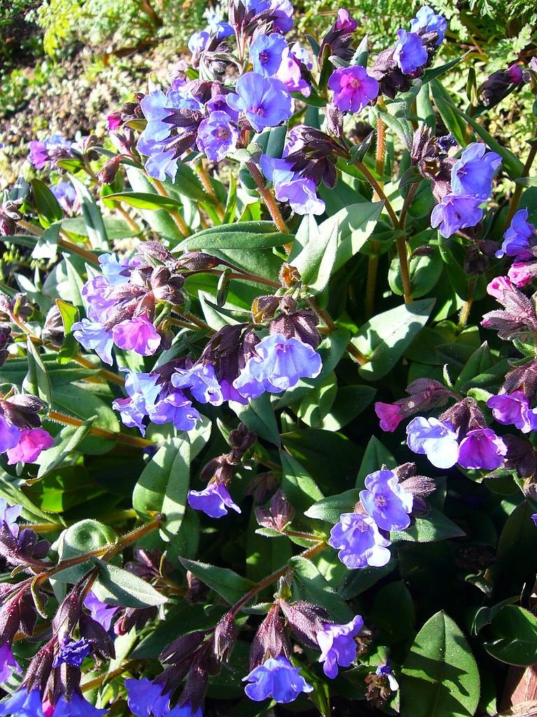 Pulmonaria 'Blue Ensign' (Pulmonaria 'Blue Ensign')