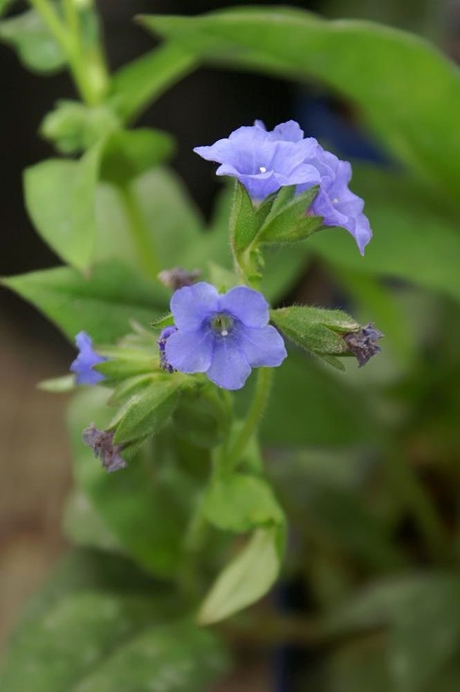 Como plantar Pulmonaria 'Blue Ensign' (Pulmonaria 'Blue Ensign')_1