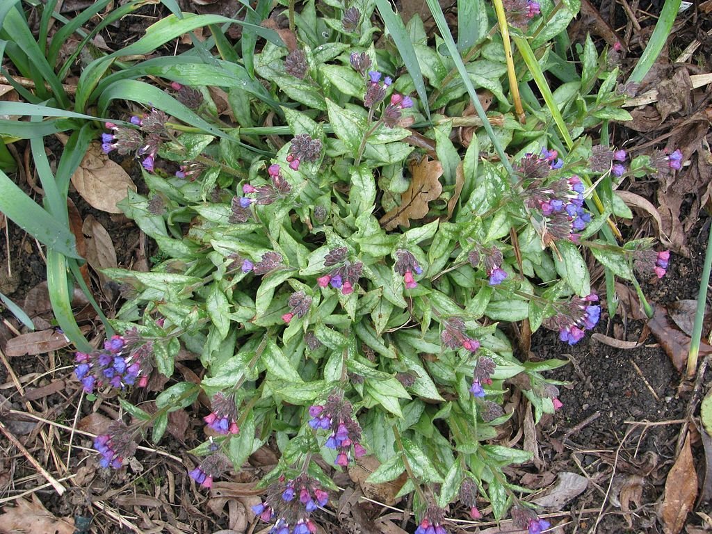 Pulmonaria 'Cotton Cool' (Pulmonaria 'Cotton Cool')