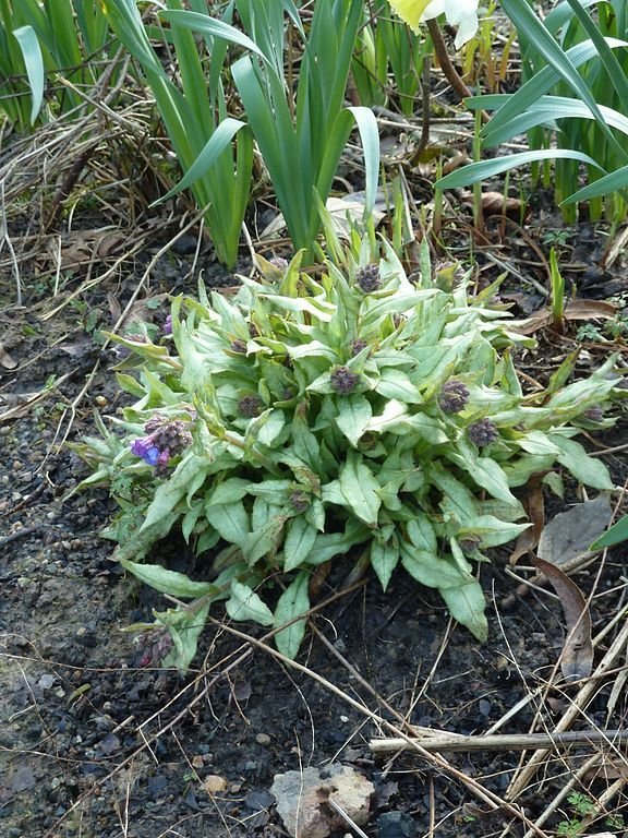 Como plantar Pulmonaria 'Cotton Cool' (Pulmonaria 'Cotton Cool')_1