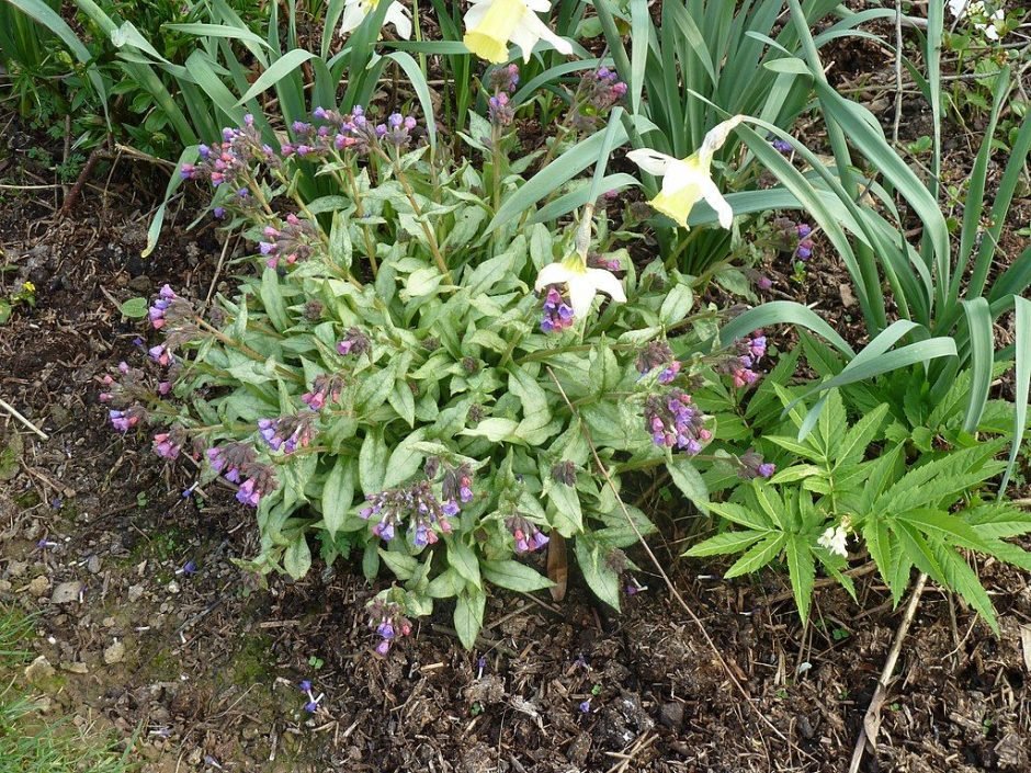Onde plantar Pulmonaria 'Cotton Cool' (Pulmonaria 'Cotton Cool')_2