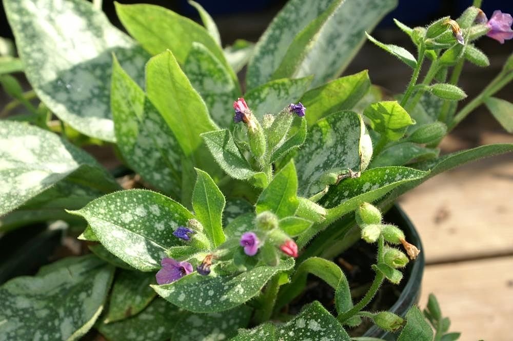 Pulmonaria 'Dark Vader' (Pulmonaria 'Dark Vader')