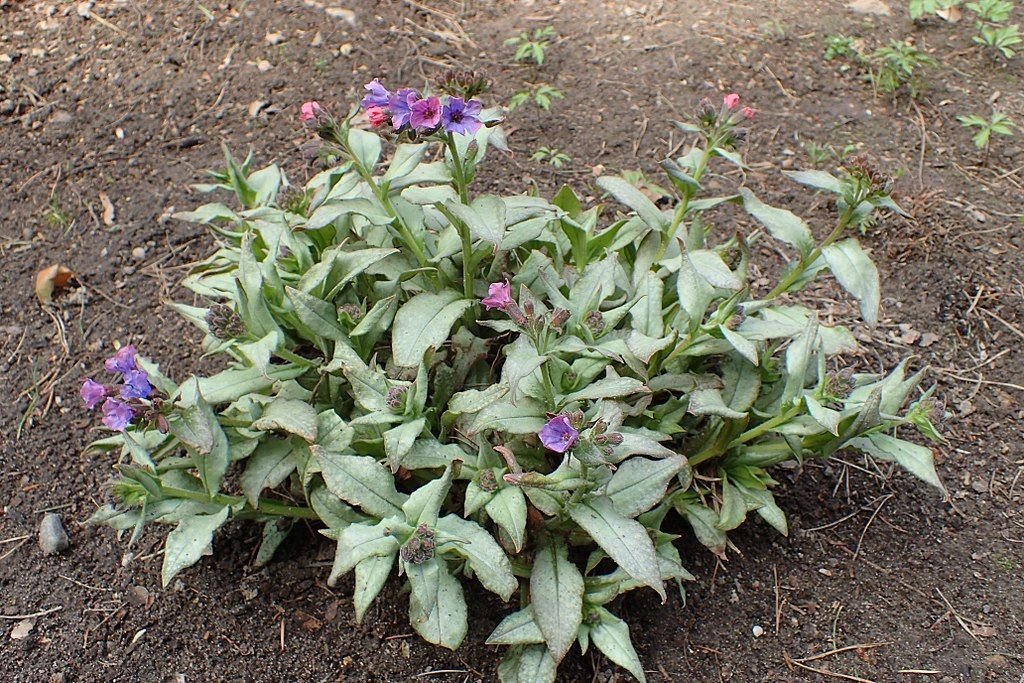 Pulmonaria 'Diana Clare' (Pulmonaria 'Diana Clare')