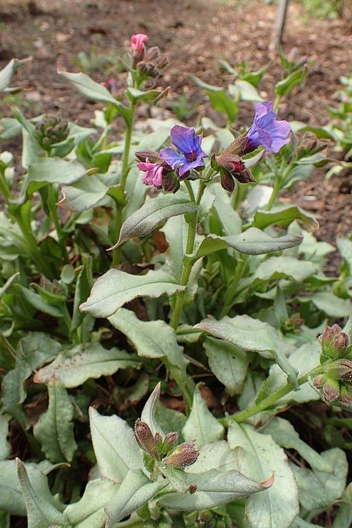 Como plantar Pulmonaria 'Diana Clare' (Pulmonaria 'Diana Clare')_1