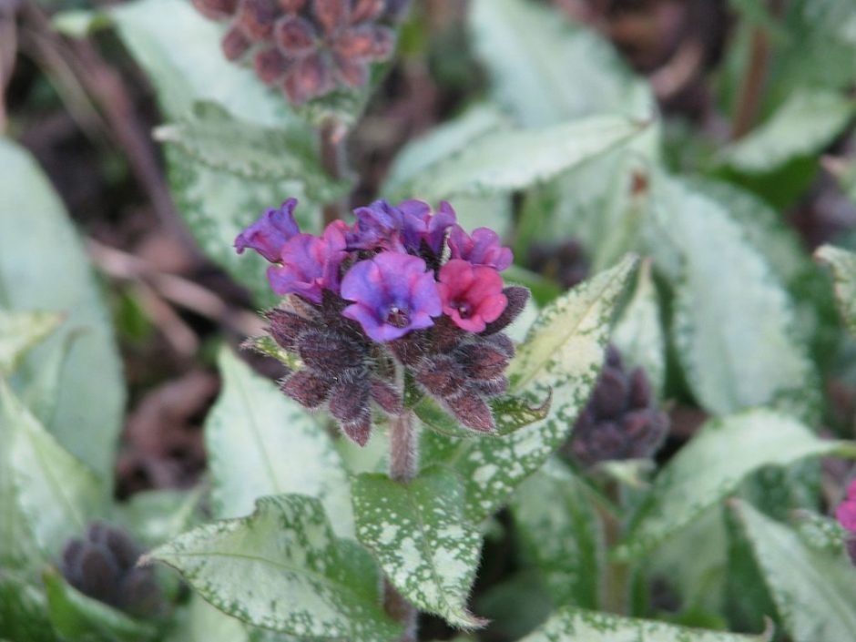 Onde plantar Pulmonaria 'Diana Clare' (Pulmonaria 'Diana Clare')_2