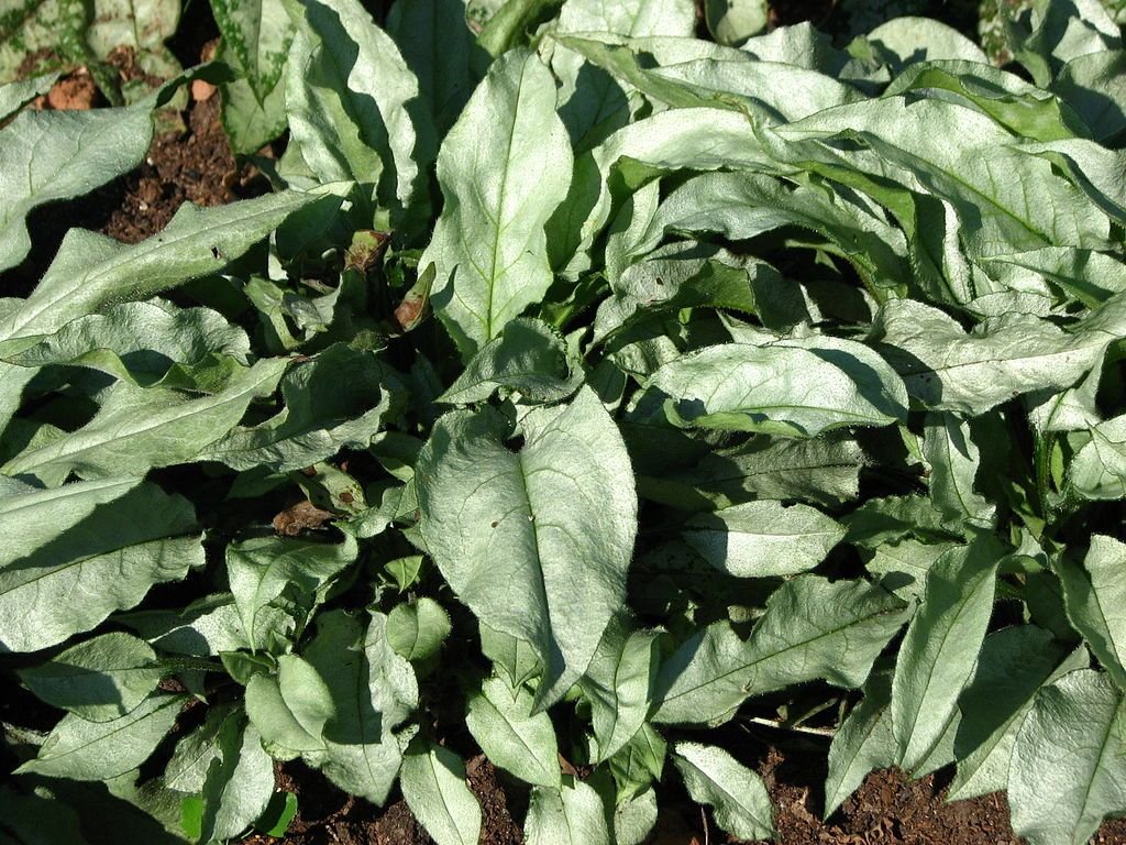 Pulmonaria 'Majesté' (Pulmonaria 'Majesté')
