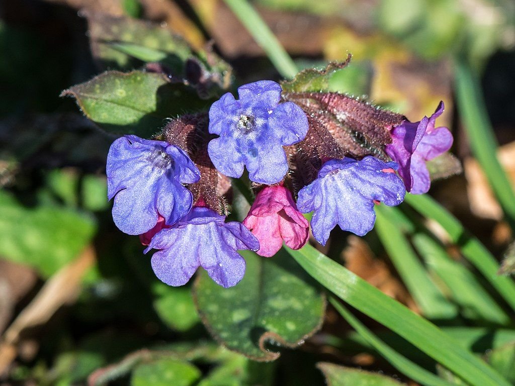 Pulmonária (Pulmonaria officinalis)