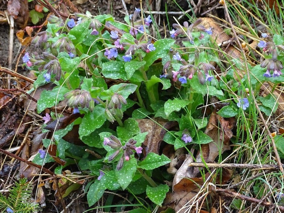 Como plantar Pulmonária (Pulmonaria officinalis)_1