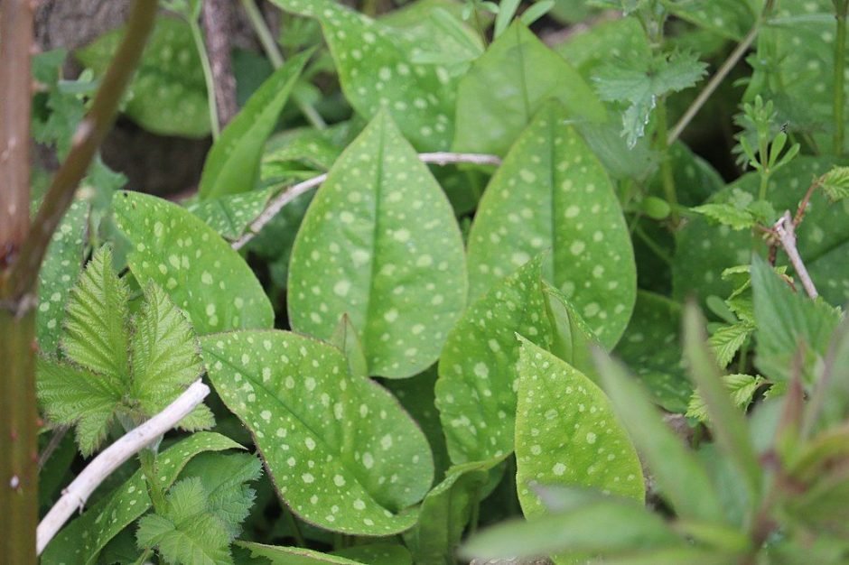 Onde plantar Pulmonária (Pulmonaria officinalis)_2